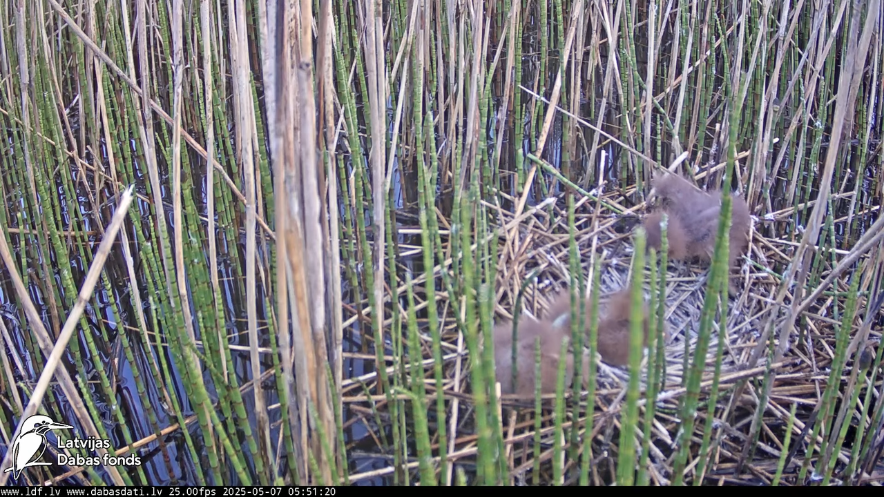 LDF Lielais dumpis (Botaurus stellaris) Zemītes pagastā 14-45-1 screenshot