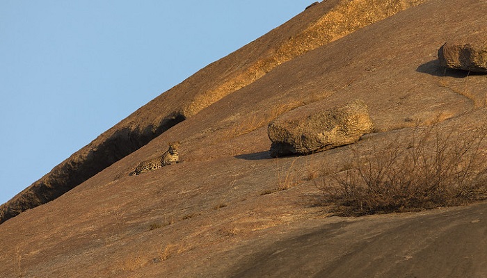 Macan tutul di Bera, India