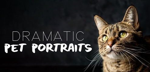 Pet Portraits: Capture Studio-Quality Photos of Your Pet