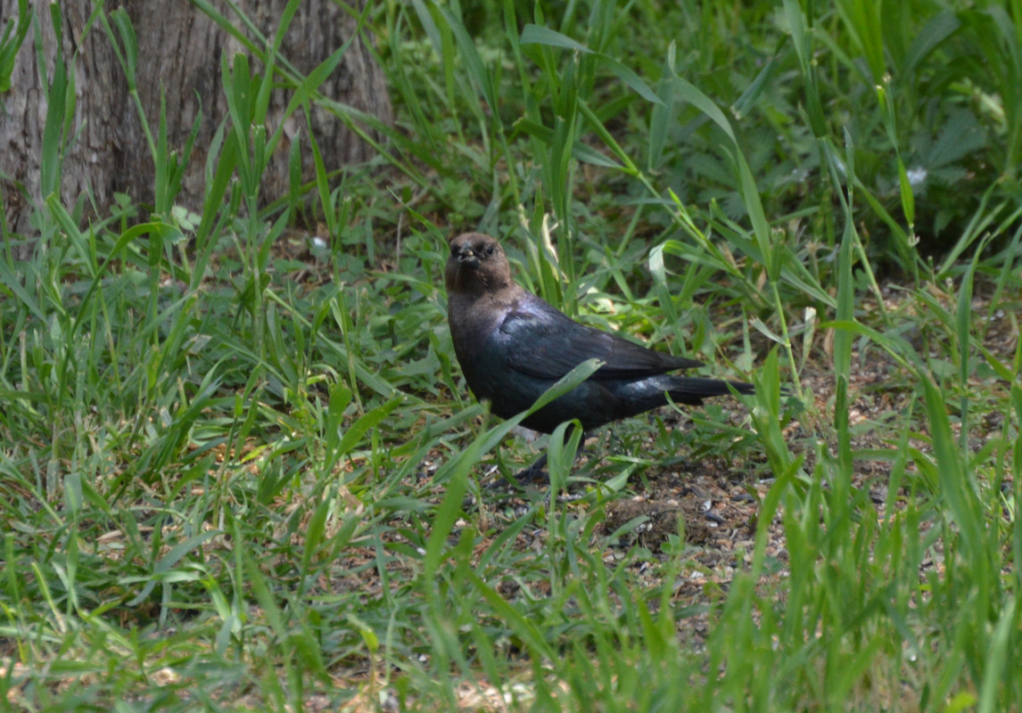 2021-5-6 Cowbird (5)