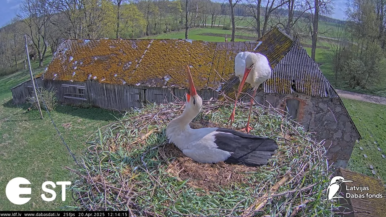 (42) Baltie stārķi (Ciconia ciconia) Tukuma novadā __ White storks in Tukums, Latvia - YouTube - 870