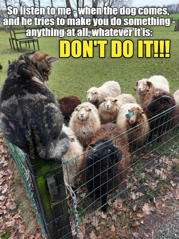 try-herding-that-doggo