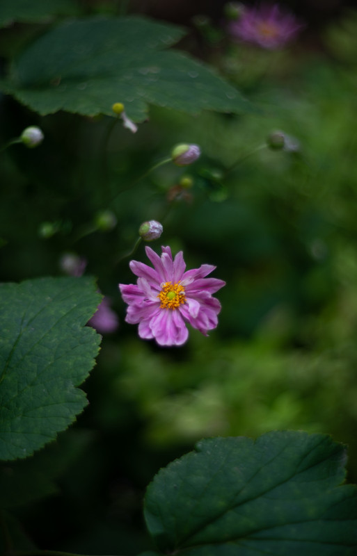 IMG-9114038496f7cfc31ee6a909b98aeef0-V