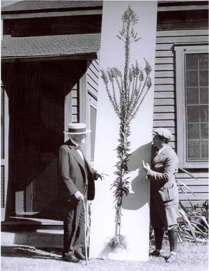 Golden_Rod_and_Edison_small