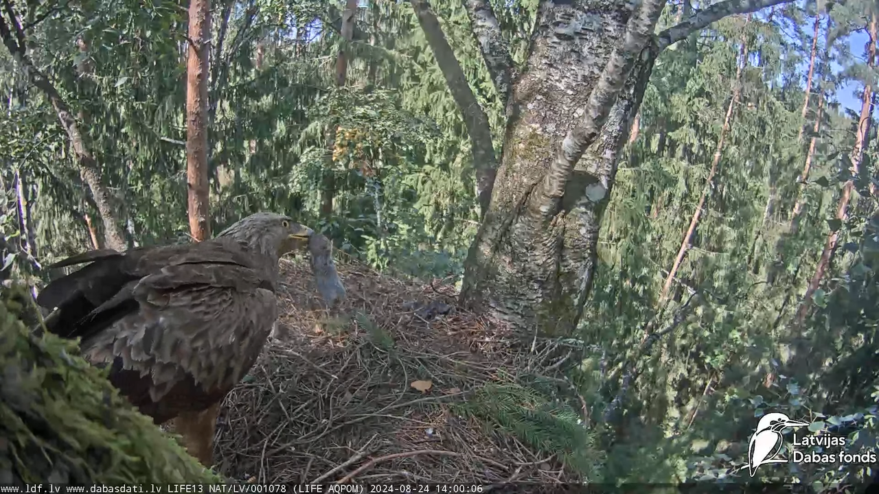 Mazais ērglis (Clanga pomarina), ligzda bērzā - LDF tiešraide 14-57-1 screenshot