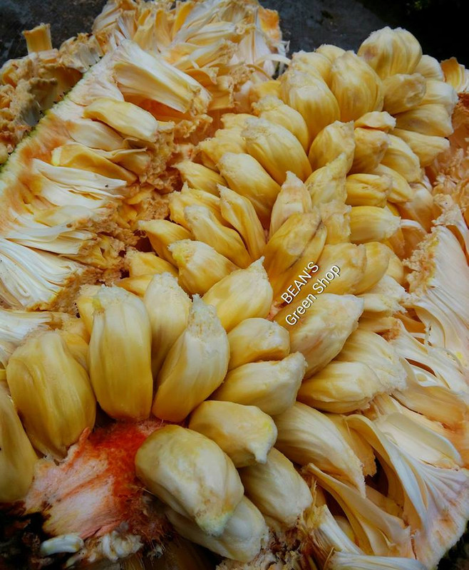Cempedak(giant)4