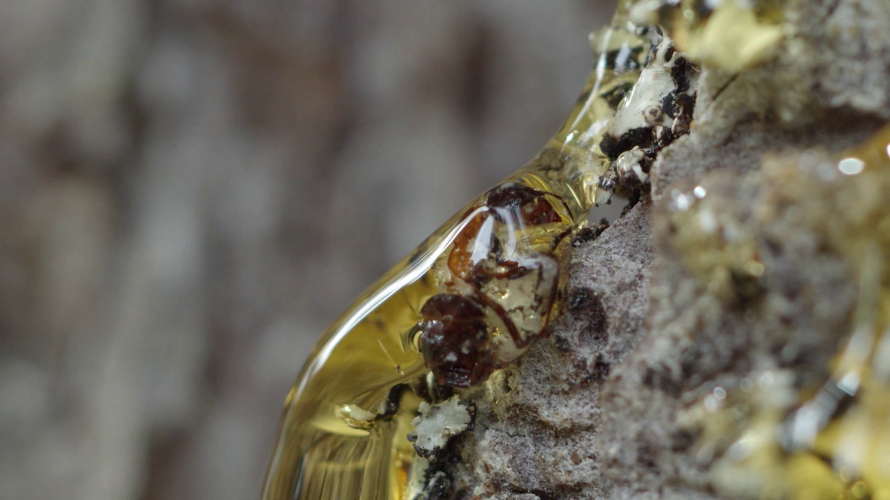 vlcsnap 2026 04 08 16h36m08s186