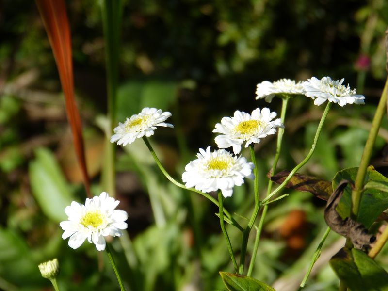 2014-11-01 Novemberblüten 9