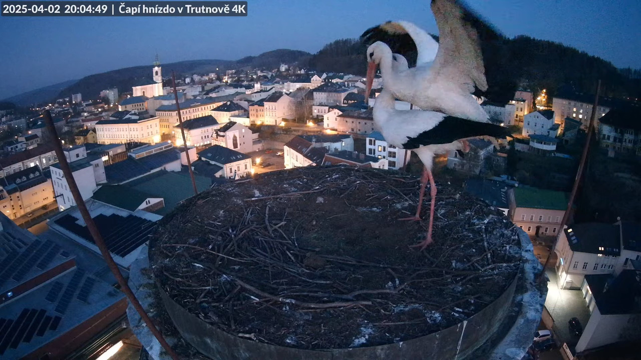 Tiešraidē no stārķa ligzdas uz alus darītavas skursteņa Trutnovā 12-50-30 screenshot