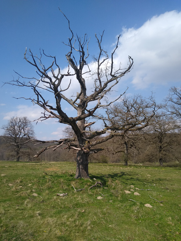 IMG_20210425_142738826