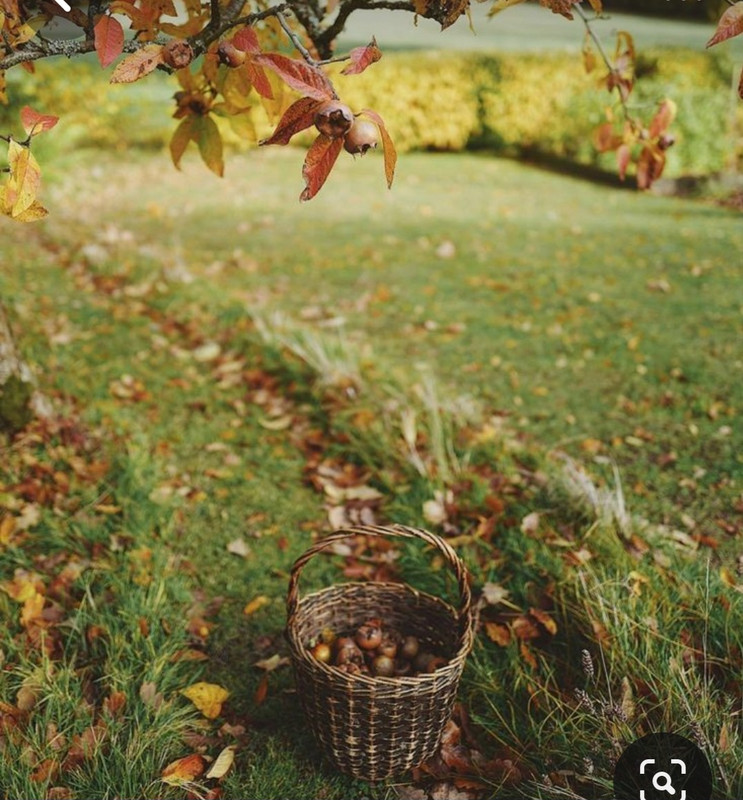 Screenshot_20231113_125452_Pinterest