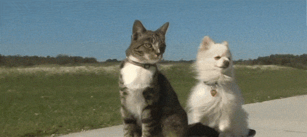 Cat-Dogunusual-animal-friendships-cute-gifs-8-605.gif