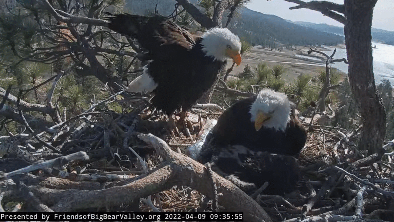 Webp.net-gifmaker (2)