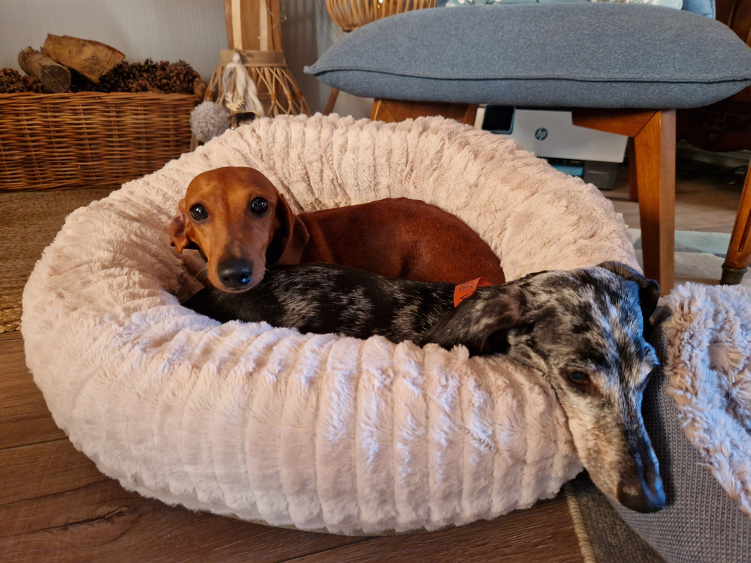 [Image: 20221205-155602.jpg]