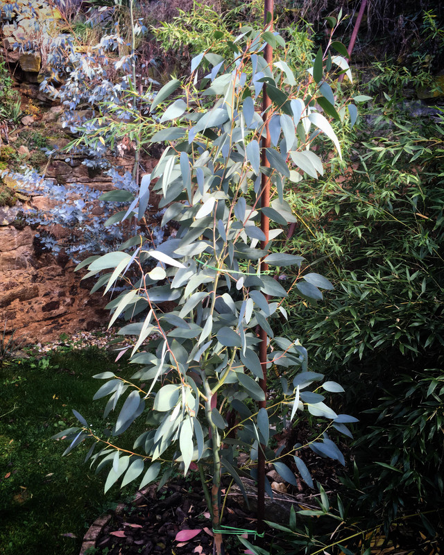 Eucalyptus 46959561-606305859785138-7670296576832569344-n