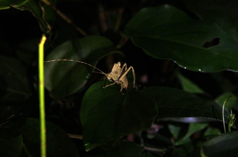DE TORTUGAS Y PEREZOSOS. COSTA RICA 2019 - Blogs de Costa Rica - DIA 11: TIROLINAS EN MONTEVERDE Y TOUR NOCTURNO POR LA SELVA (51)