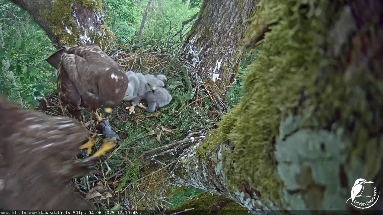 Melnās klijas (Milvus migrans) Kurzemē_ peļu klijāni (Buteo buteo) 10-35-5 screenshot