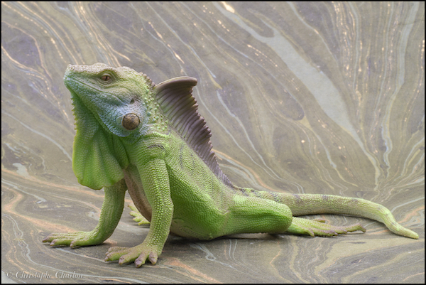 2022 Wildlife figure of the year - CollectA Green Iguana Collect-A-88965-Green-Iguana-3-copie