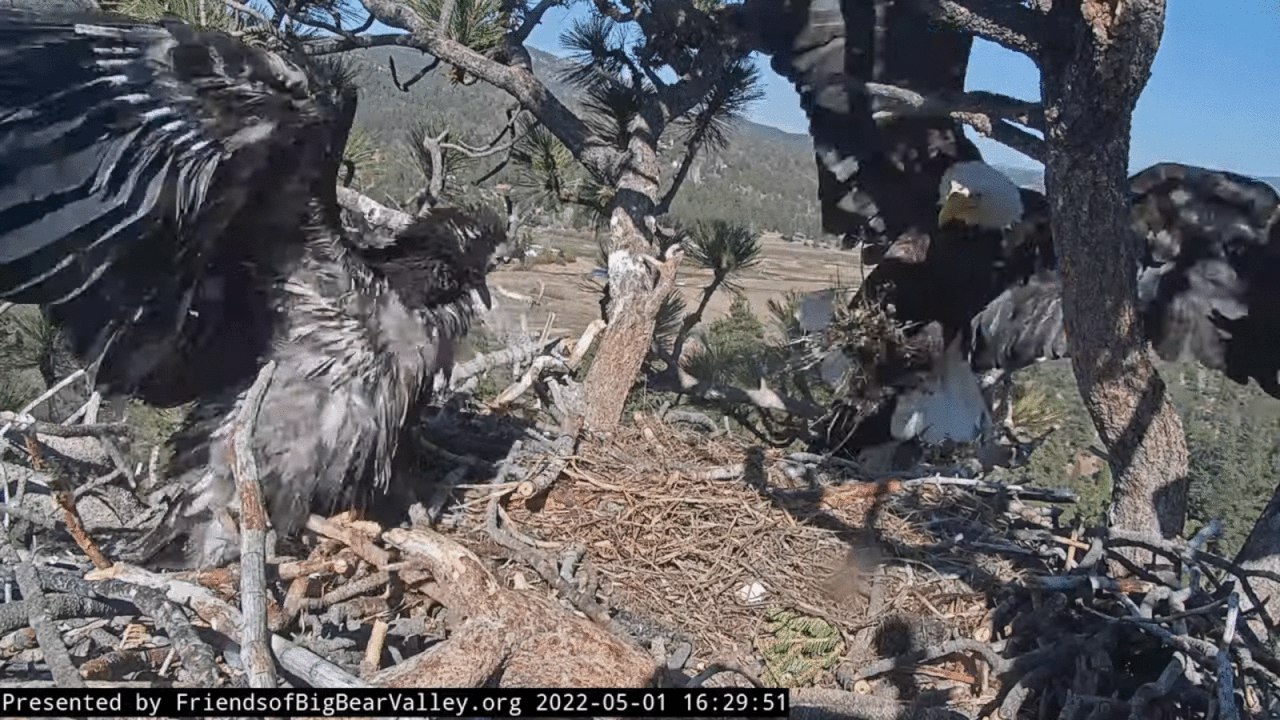 Webp.net-gifmaker (5)