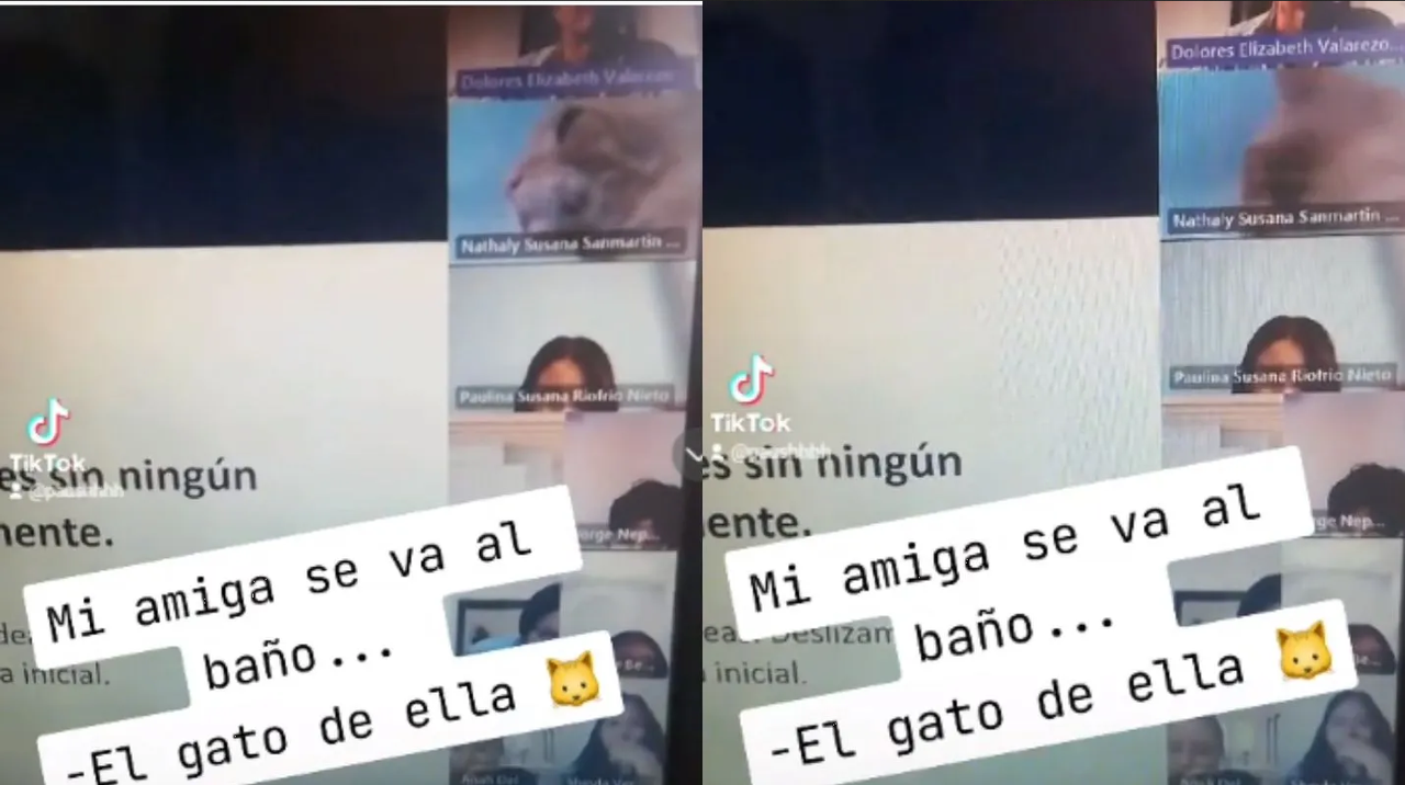 Michi naranja se hace viral por entrar a clase virtual de su 'Karen'