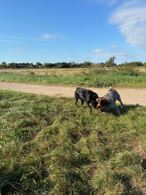 Afbeelding