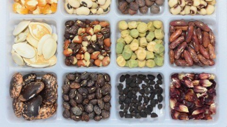 Gardening: The Basics of Saving Seeds from your Garden