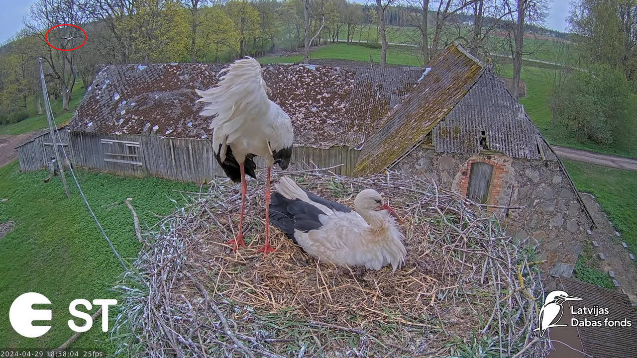 Baltie stārķi (Ciconia ciconia) Tukuma novadā - LDF tiešraide __ White storks in Tukums, Latvia 10-2