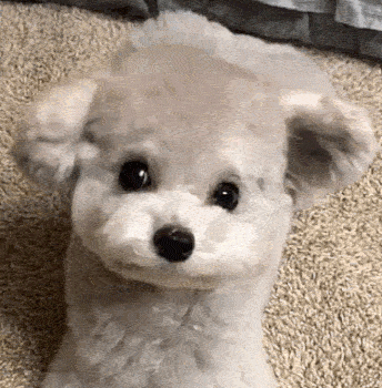 Dog-Ear-Wave23d714db72f4a73d1433f71b.gif