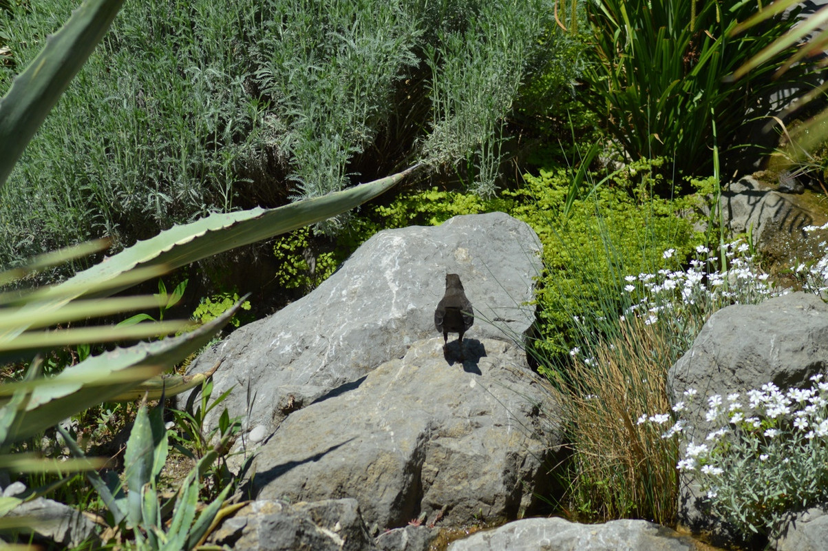 дрозд в камнях1