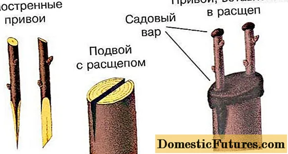 privivka-vishni-dlya-nachinayushih-vesnoj-i-letom-k-chemu-privivat-video-4