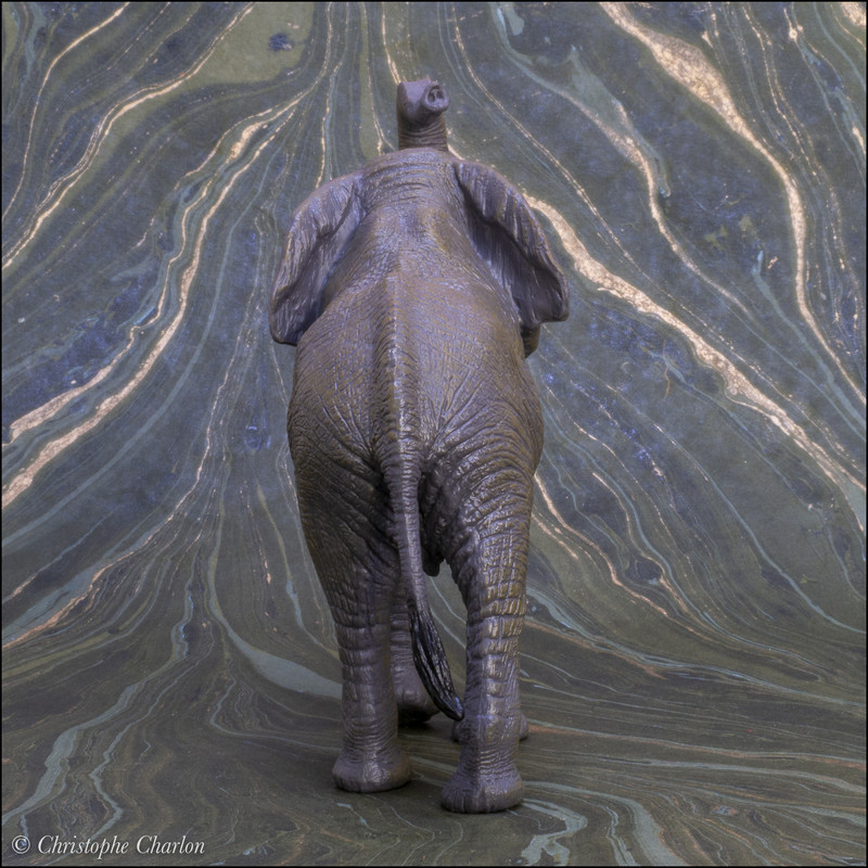 Mojo 2021 African elephant: a Walkaround by Kikimalou Mojo-381005-African-elephant-4