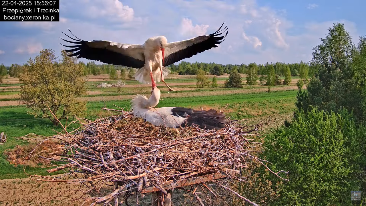 22042025bociany13