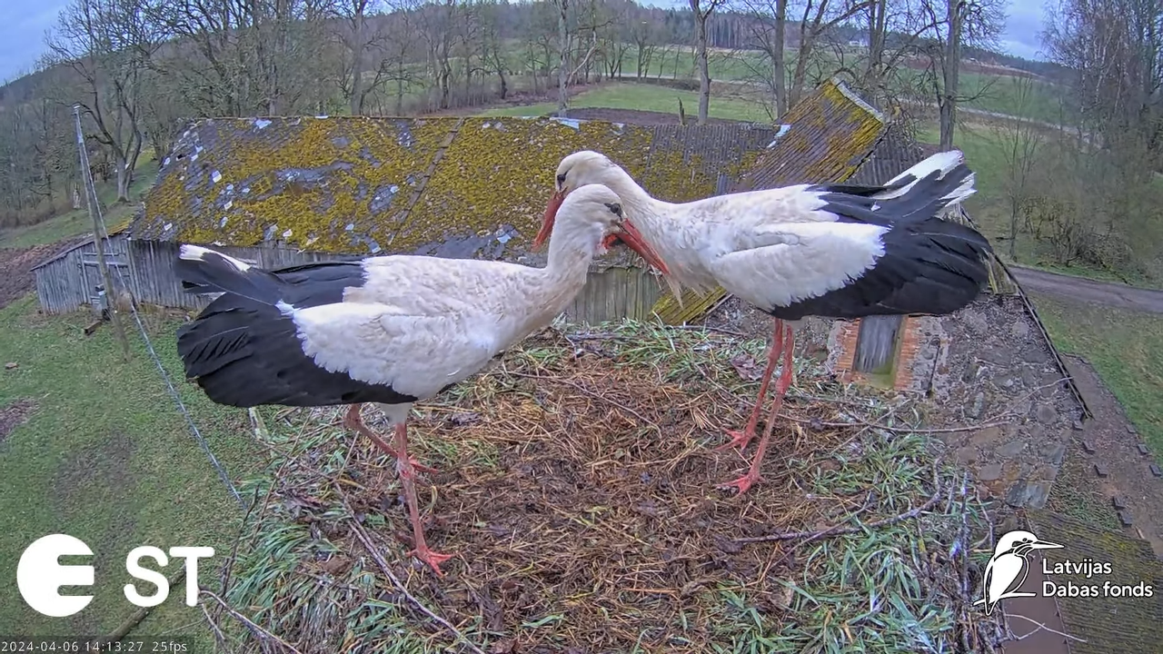 Baltie stārķi (Ciconia ciconia) Tukuma novadā - LDF tiešraide __ White storks in Tukums, Latvia 11-2