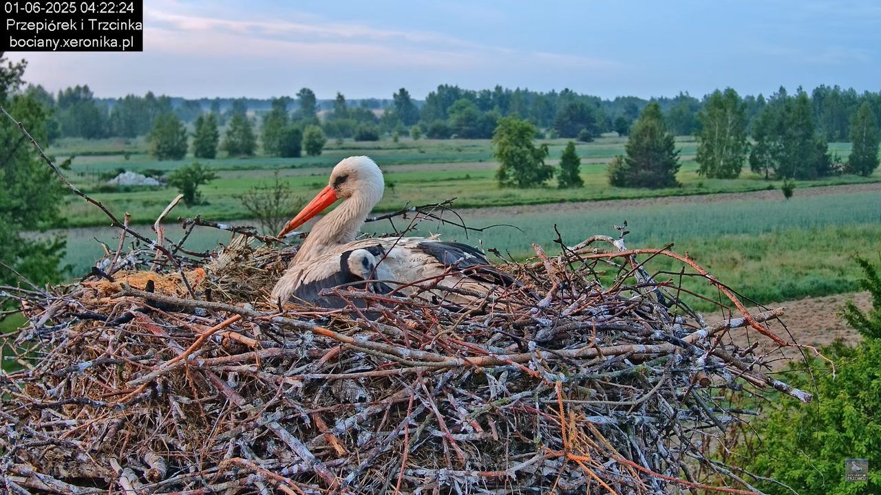 01062025bociany4
