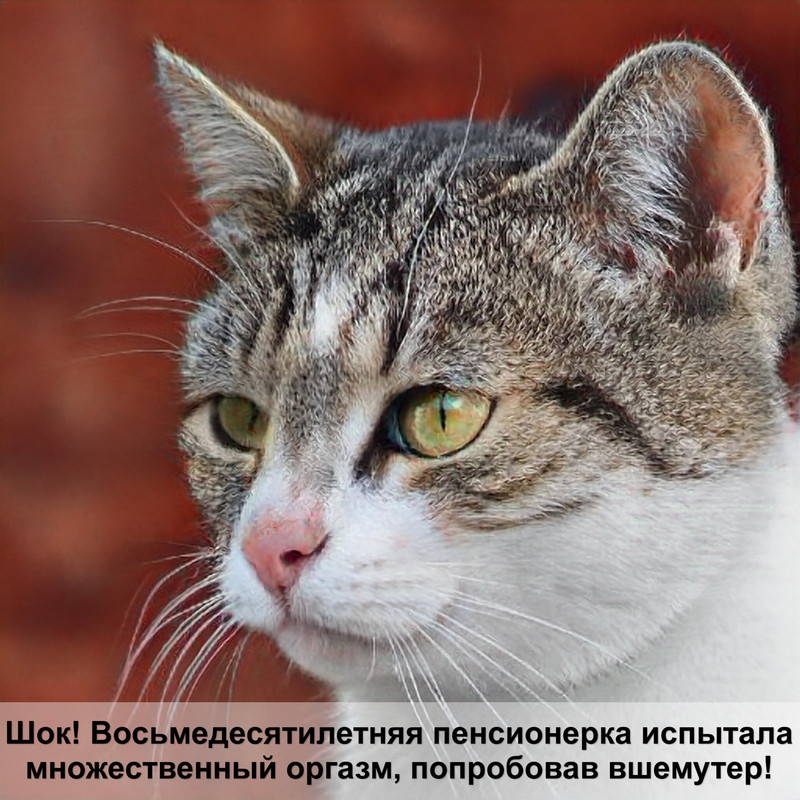 как построить домик для кошки