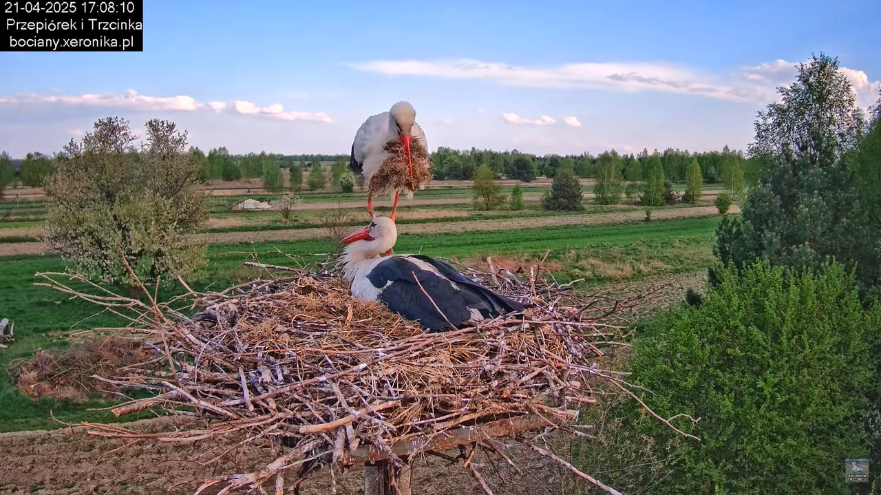 21042025bociany19
