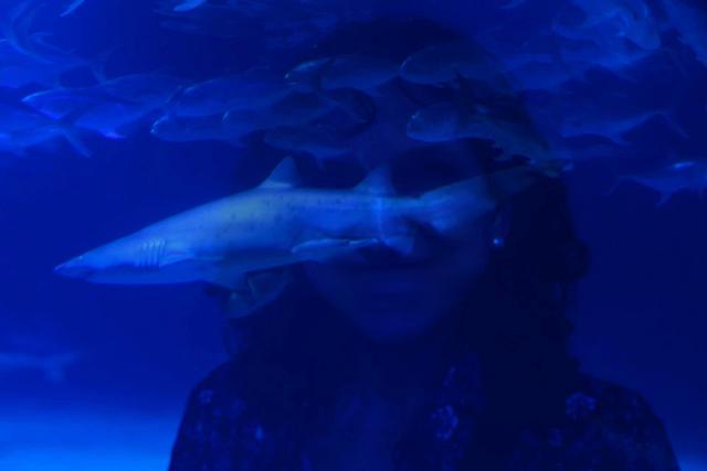 VALENCIA en un fin de semana - Blogs of Spain - Sábado 30/12: Llegada a Valencia y visita al Oceanogràfic (23)
