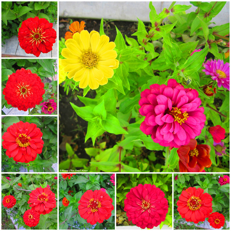 городские цветы0-9