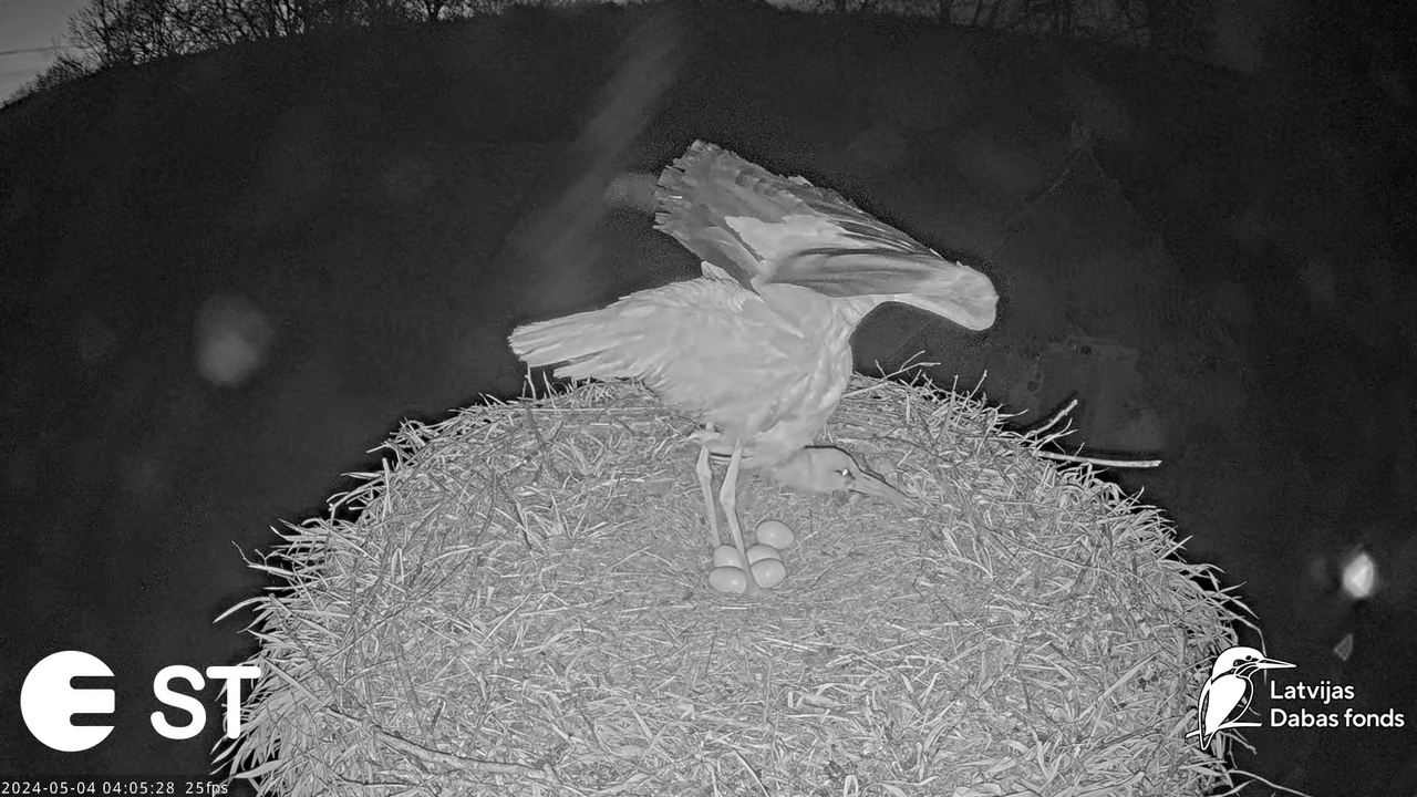 Baltie stārķi (Ciconia ciconia) Tukuma novadā - LDF tiešraide __ White storks in Tukums, Latvia 7-34