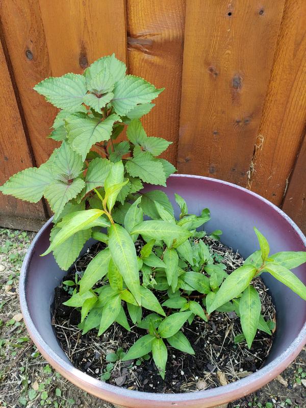 [Image: 20190620-131852.jpg]