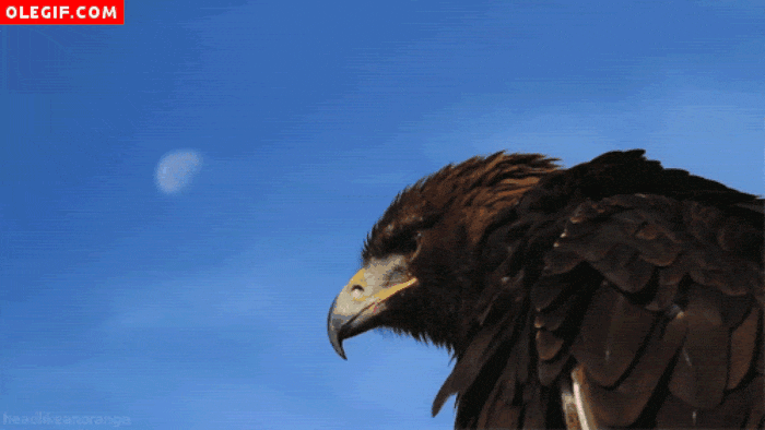 GIF-20250829-075205-373.gif