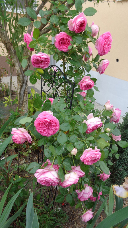 Рози в нашите градини 2021 - Page 11 - Форум HobbyKafe.com