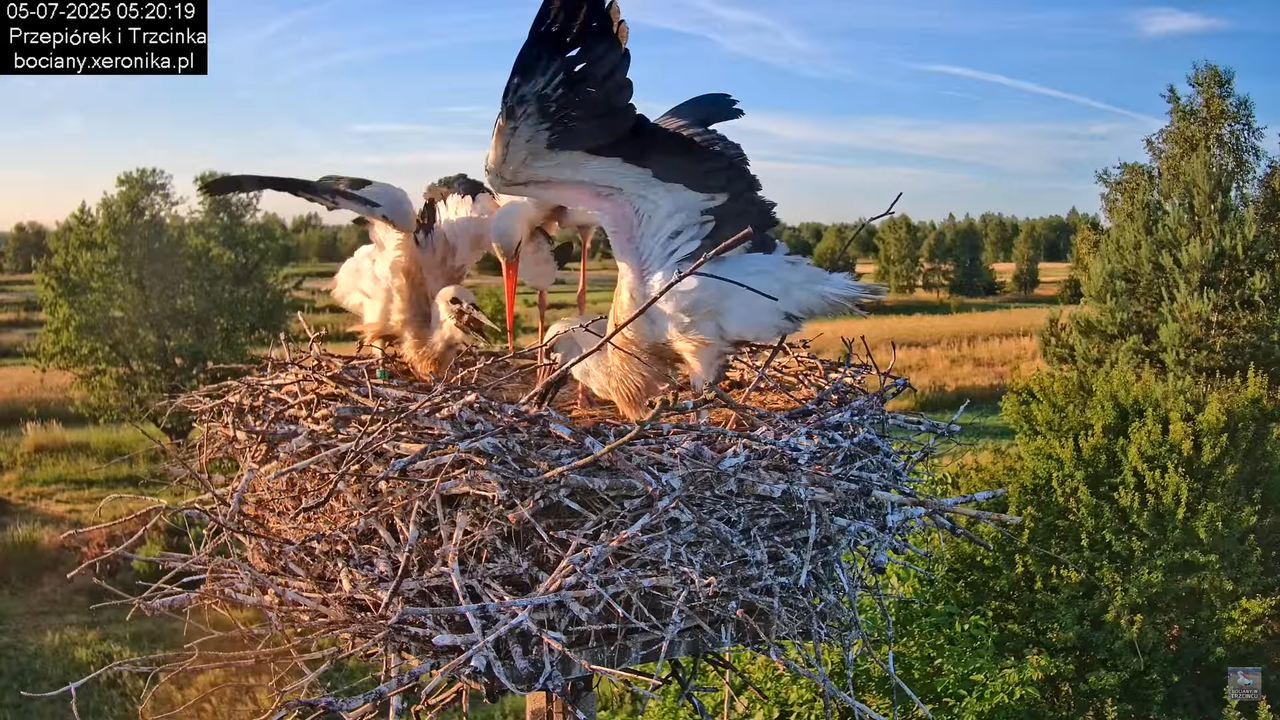 05072025bociany11