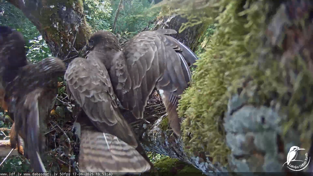 Melnās klijas (Milvus migrans) Kurzemē_ peļu klijāni (Buteo buteo) 13-26-10 screenshot