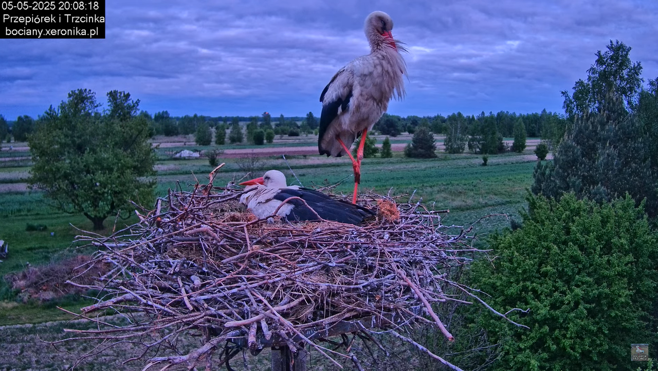 05052025bociany21