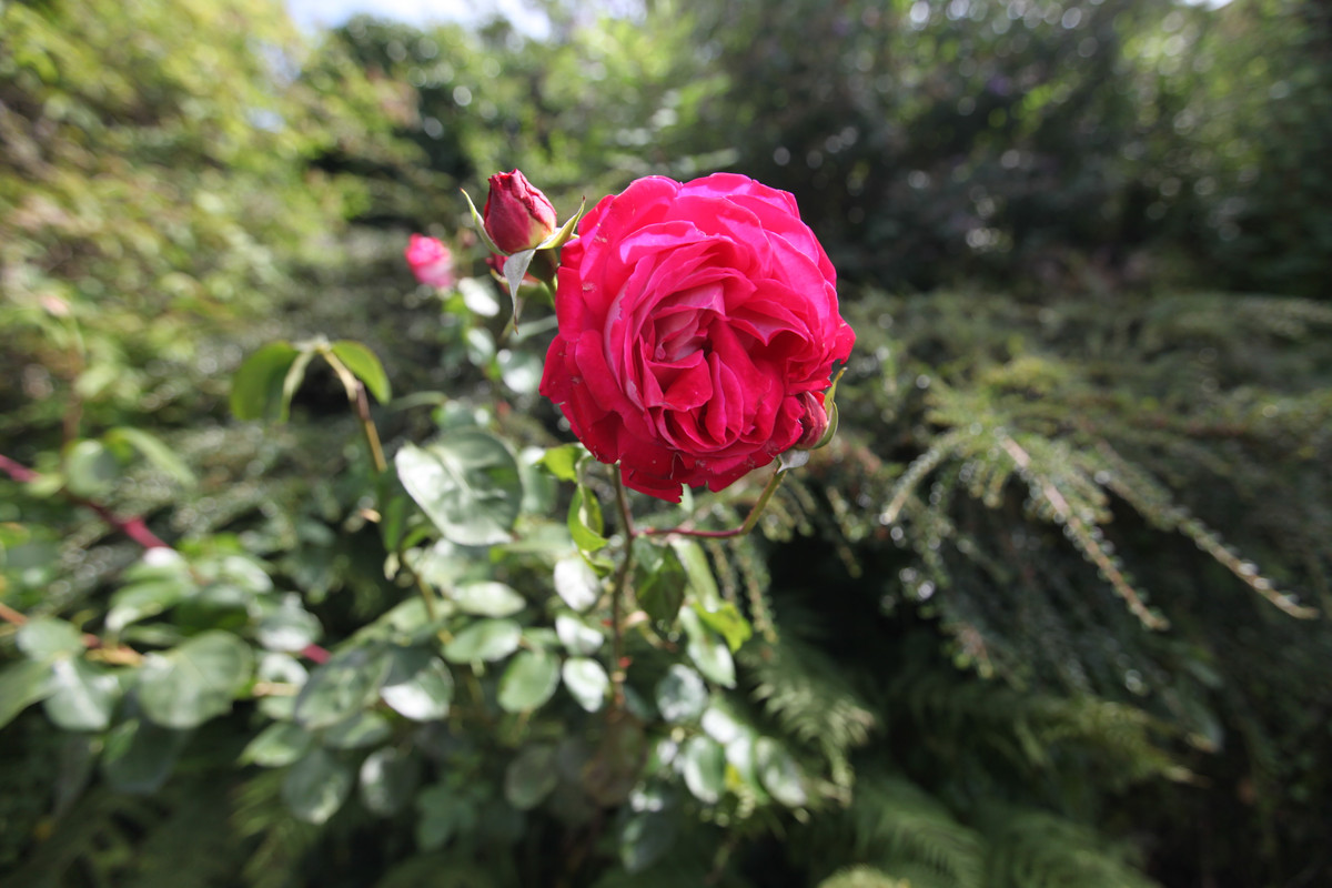 IMG 7598 — Postimages