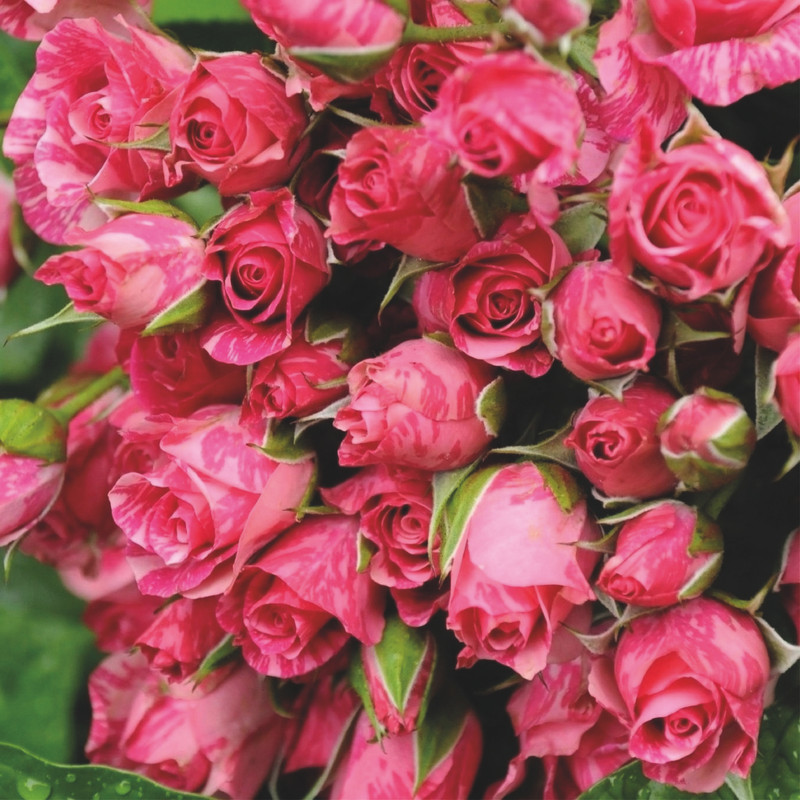 Rose de Damas - Ingrédients Cosmétiques Naturels du Maroc