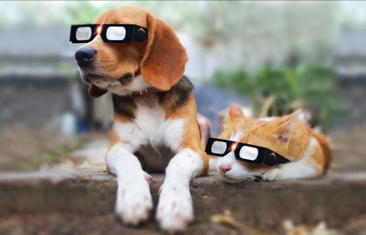 ¿Qué les pasa a los animales con el eclipse solar?