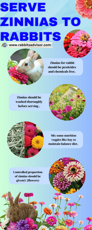 can rabbits eat serve zinnias