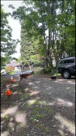 Amazing-cat-GIF-Brave-cat-chases-curious-visiting-deer-ok-cats.gif
